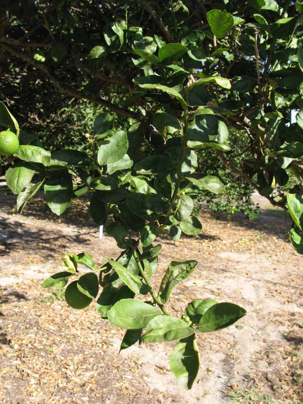            Sun leaves (Thornless Key lime, Winter Haven, FL)   